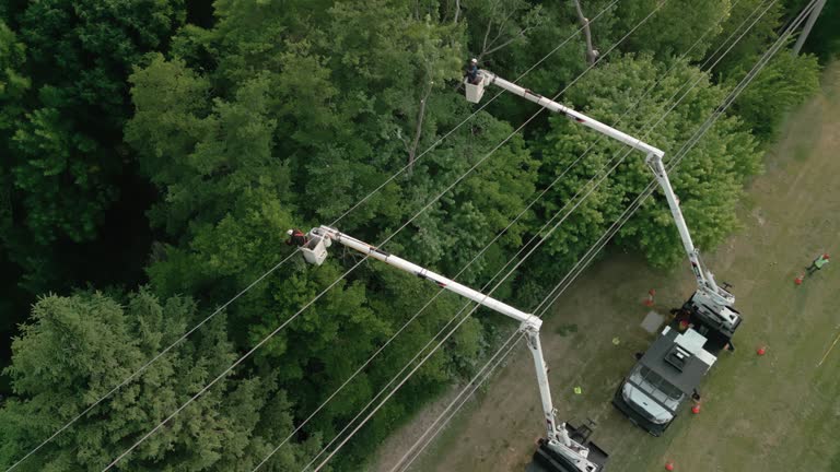 How Our Tree Care Process Works  in  Sharon, WI